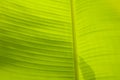 Banana Leaf background texture