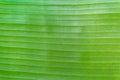 Banana leaf background texture