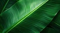 Banana leaf background. Tropical nature background. Close-up. Generative AI Royalty Free Stock Photo