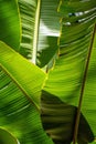 Banana leaf backlit sun - background Royalty Free Stock Photo