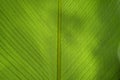 Banana leaf backlit sun - background Royalty Free Stock Photo