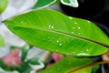 banana leaf or banana plant, banana tree and rain drop on leaf or Musa acuminata Red Dacca Royalty Free Stock Photo