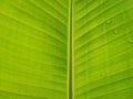 Green banana leaf and its texture Royalty Free Stock Photo
