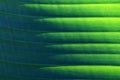 Banana leaf Royalty Free Stock Photo