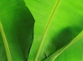 Banana leaf close-up