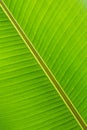 banana leaf close up Royalty Free Stock Photo