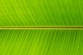 banana leaf close up Royalty Free Stock Photo