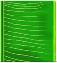 Banana leaf