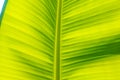 Banana leaf Royalty Free Stock Photo