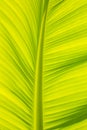 Banana leaf Royalty Free Stock Photo