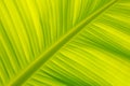 Banana leaf Royalty Free Stock Photo