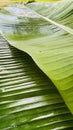 Banana leaf Royalty Free Stock Photo