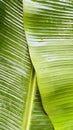 Banana leaf Royalty Free Stock Photo