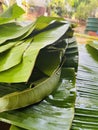 Banana leaf Royalty Free Stock Photo