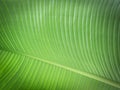 Banana leaf close up. Nature background Royalty Free Stock Photo