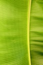 Banana leaf Royalty Free Stock Photo