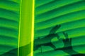 Banana leaf, close up with shadow of human hand in shape of hear Royalty Free Stock Photo