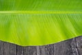 Banana leaf { close up } Royalty Free Stock Photo