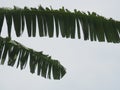 Banana leaf on cloudy sky background