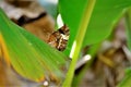 On the banana leaf a consul fabius butterfly