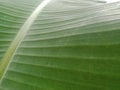 Banana leaf the cool of green in morning Royalty Free Stock Photo