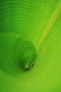 Banana leaf curl Royalty Free Stock Photo