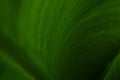 Banana leaf curl. greeny Royalty Free Stock Photo