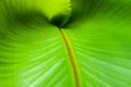 Banana Leaf Curl Royalty Free Stock Photo