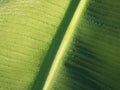 Banana leaf Dew drops close up Royalty Free Stock Photo