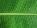 Banana leaf with dew