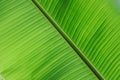 Banana leaf Royalty Free Stock Photo