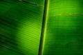 Banana leaf droop