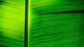 Banana leaf droop