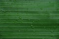 Banana leaf ,drop of water on tropical banana palm leaf, dark green foliage, nature background Royalty Free Stock Photo