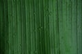 Banana leaf ,drop of water on tropical banana palm leaf, dark green foliage, nature background Royalty Free Stock Photo