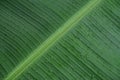 Banana leaf ,drop of water on tropical banana palm leaf, dark green foliage, nature background Royalty Free Stock Photo