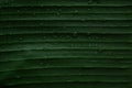 Banana leaf ,drop of water on tropical banana palm leaf, dark green foliage, nature background Royalty Free Stock Photo