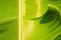 Banana leaf green background wall leaves texture line plant fresh pattern closeup life tropical abstract.Abstract green background Royalty Free Stock Photo