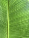 Banana leaf green colour background