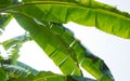 Banana leaf. green leave. Green leaf background. Abstract background