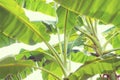 Banana leaf, green leave, green leaf background, abstract background