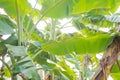 Banana leaf, green leave, green leaf background, abstract background