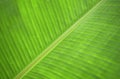 Banana leaf green after the rain and dew