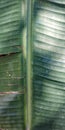 patern of banana leaf