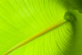 Banana Leaf Royalty Free Stock Photo