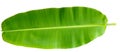 Banana Leaf Isolated