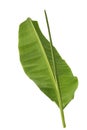 Banana leaf isolated on white background Royalty Free Stock Photo