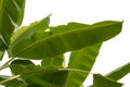 Banana leaf isolated on white background Royalty Free Stock Photo