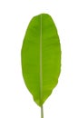 Banana leaf isolated white background Royalty Free Stock Photo