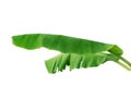 Banana leaf isolated on white background